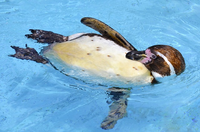 ペンギンが水の中を泳いでいる