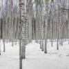 雪が積もった白樺林の写真