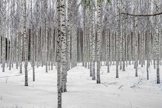 雪が積もった白樺林の写真